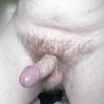 Cock