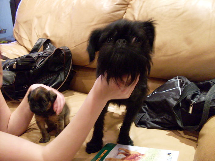 просто   грифон