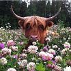Bullis
