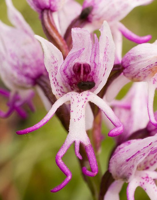 орхидейка-он