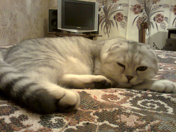 кот