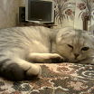 кот