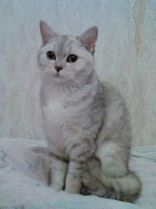 roxi