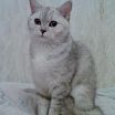 roxi