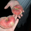 фruit
