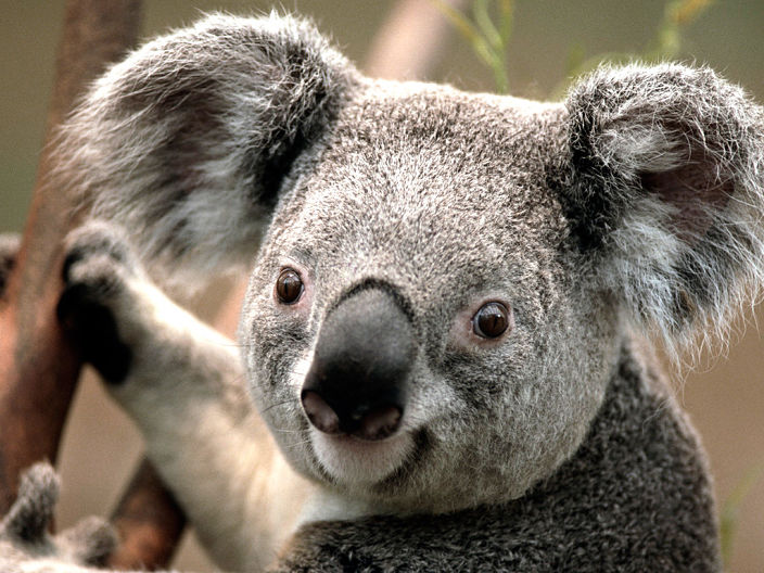 i rus koala