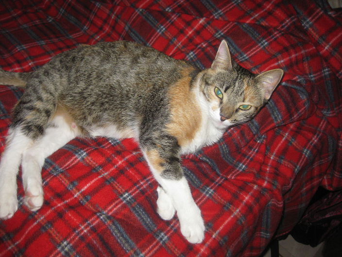 хороший,пушистый.