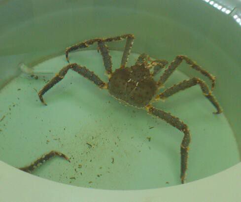 CRABB