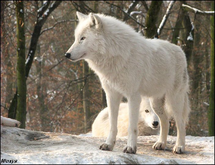 одинокий волк